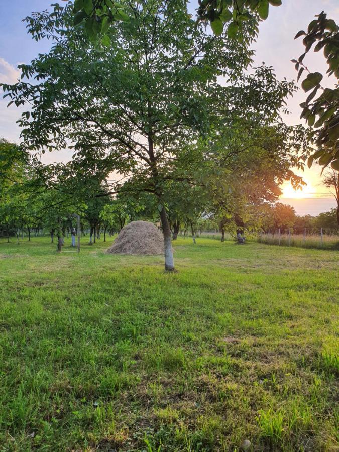 La Romaneasa Săpînţa Dış mekan fotoğraf
